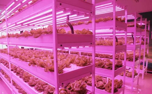 未來已來 植物工廠與麥秸畫，科技與傳統(tǒng)農(nóng)業(yè)的創(chuàng)新融合